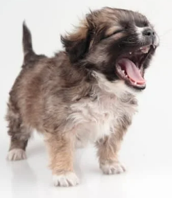 강아지 눈물냄새 지독한 이유와 근본적으로 없애는 법