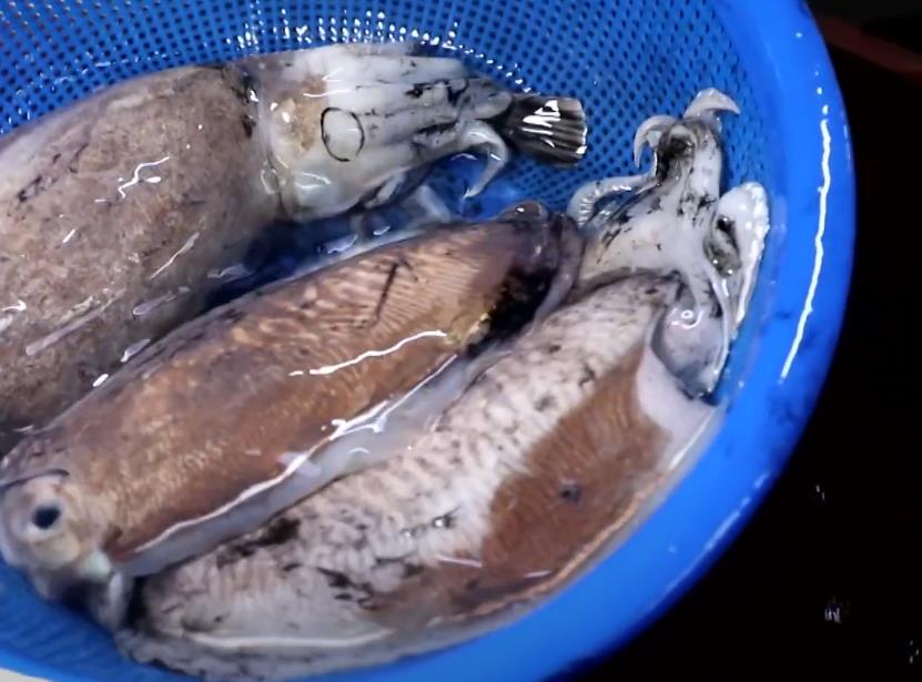 6시내고향 궁평항해오름수산시장 갑오징어회 싱싱한 갑오징어