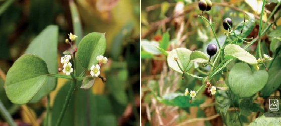 꼭두서니 꽃사진