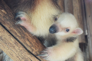 고베 여행 추천 고베 동물왕국
