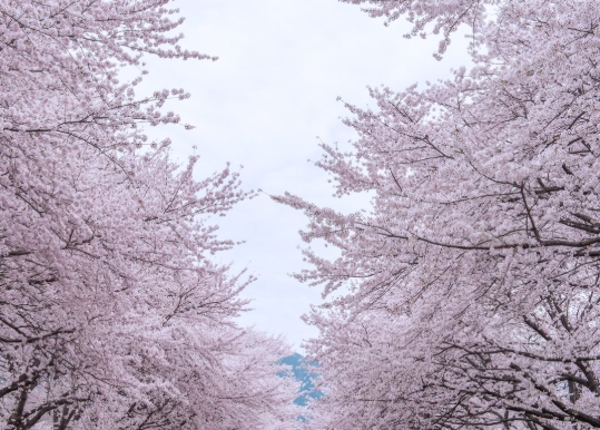 봄 벚꽃