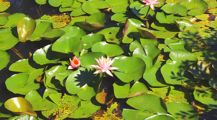 제주 송당동화마을