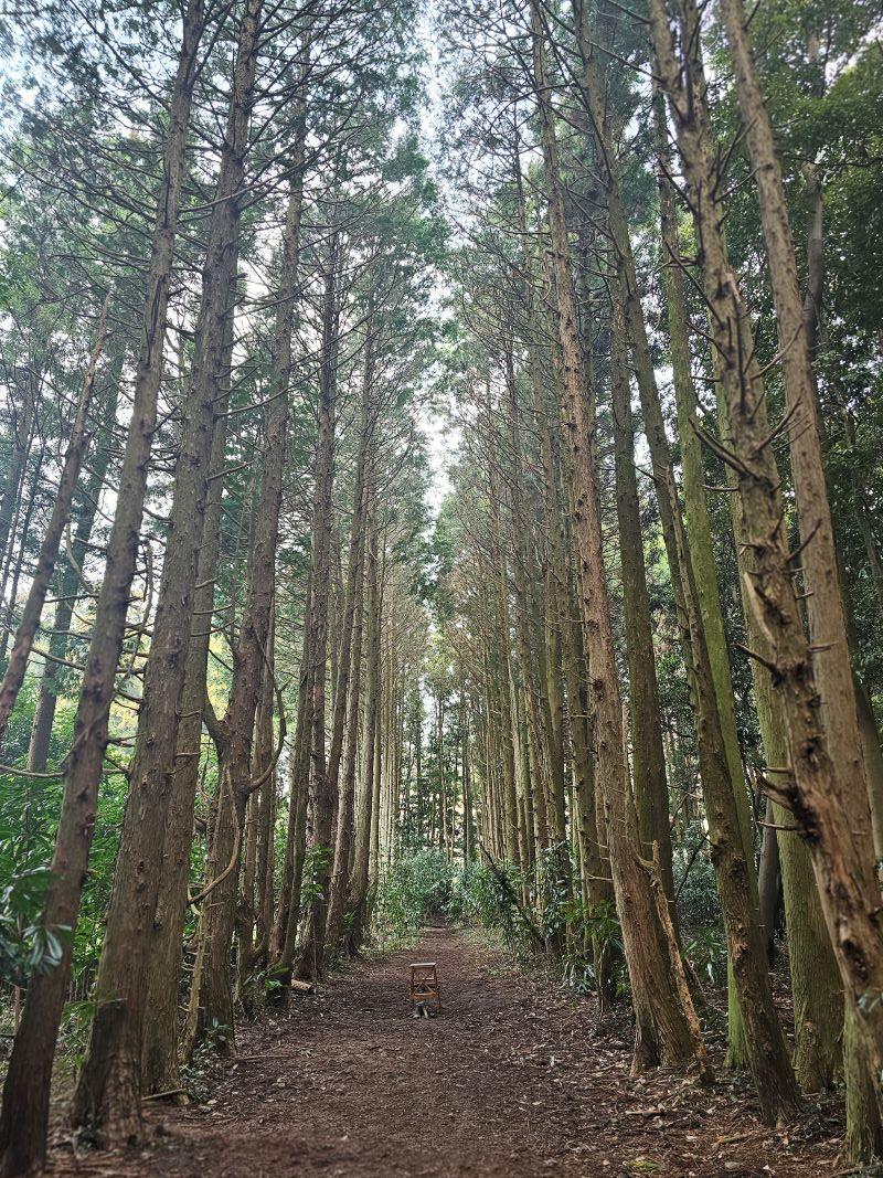 제주 비밀의 숲