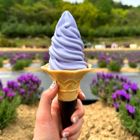 허브아일랜드 라벤더아이스크림