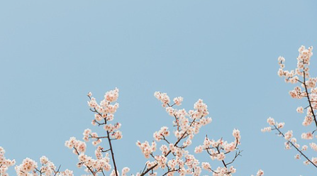 진해군항제 벚꽃 축제