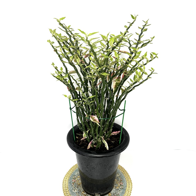 천국의계단 다육식물 키우기 키우는법