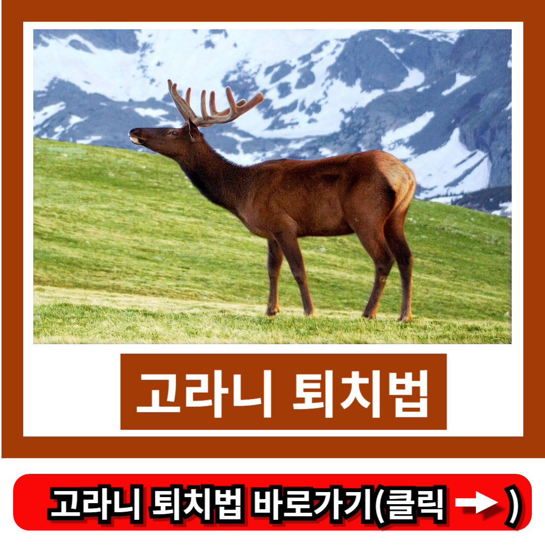 고라니 퇴치법