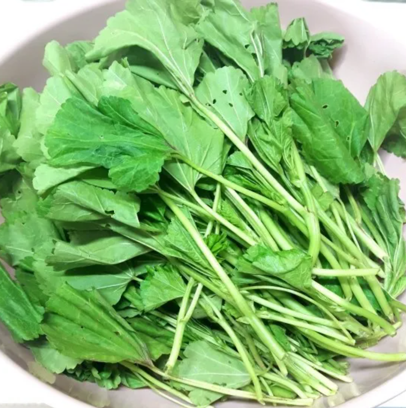 국거리 채소로 알려진 아욱 사진