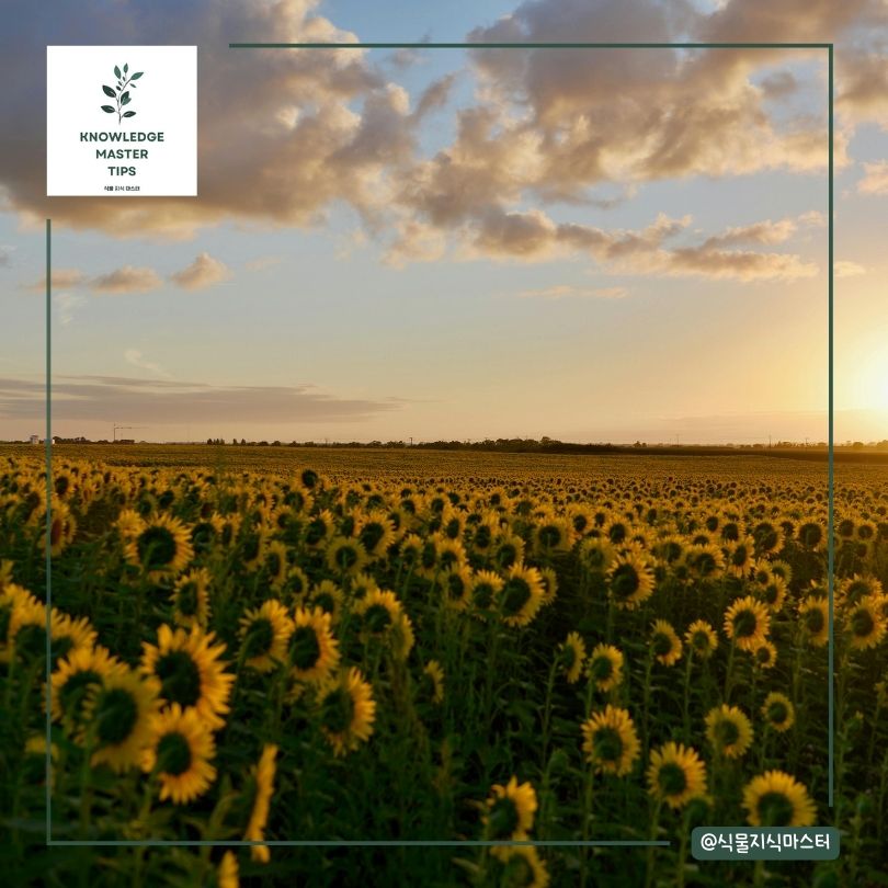 해바라기 꽃말의 유래와 의미