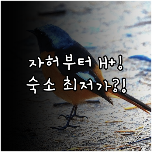 럭셔리 호텔 자허부터 중앙역 H+까지..