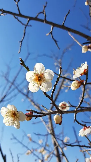 매실 수확시기_5
