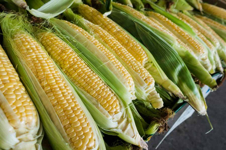 초당옥수수의 효능