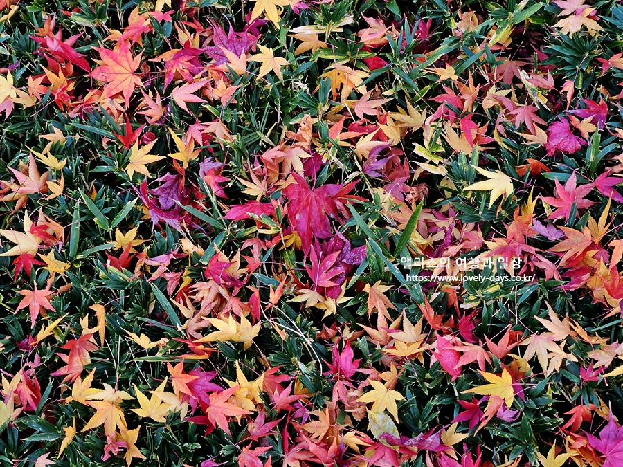 2025 화담숲 마지막 가을 단풍 화담채 분재 즐기기