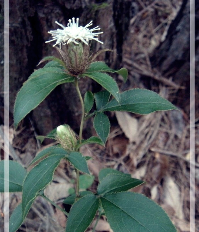 삽주의 효능 및 활용법