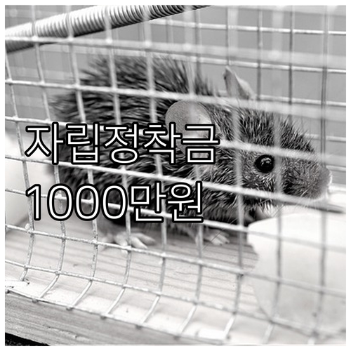 2025 자립정착금: 1000만원 지..
