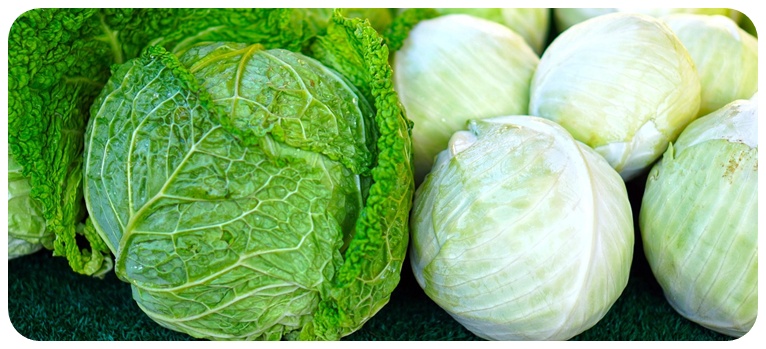 양배추를 섭취할 때 주의할 점