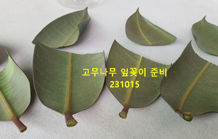 고무나무 잎꽂이 준비 231015