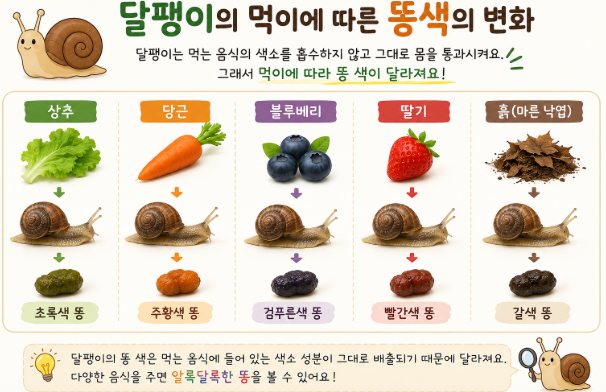 달팽이는 정말 피부에 좋을까? 달팽이의 모든 것 알아보기-달팽이의 먹이에 따른 색의 차이