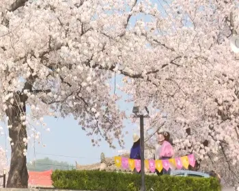 정읍 벚꽃축제_2
