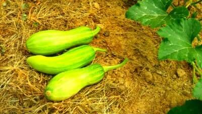 애호박-수확-웃거름-시기-방법