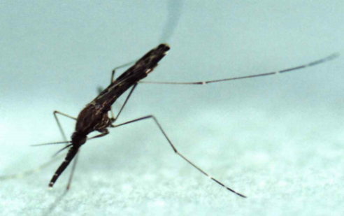 말라리아 모기