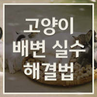 고양이 배변실수