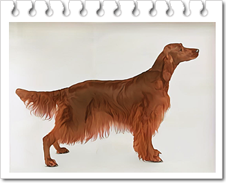 사냥견
아이리시 세터(Irish Setter)