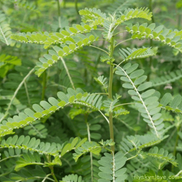 찬카피에드라 효능