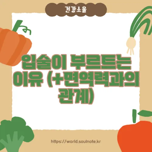 입술이 부르트는 이유 (+면역력과의 관계)