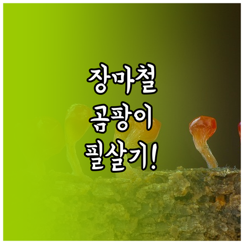 장마철 곰팡이 제거 스프레이 선택과 ..