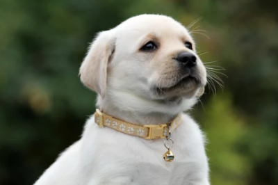 새끼 래브라도 리트리버 사진