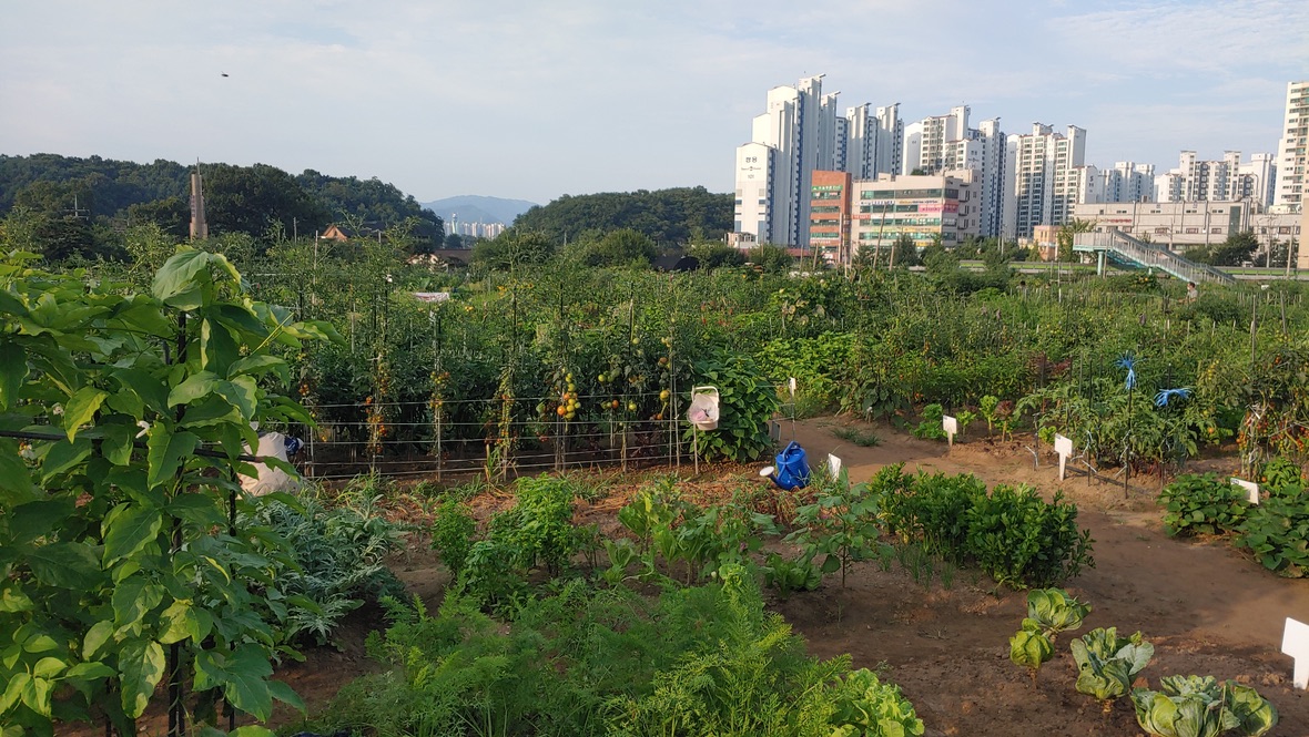 도시 텃밭 전경