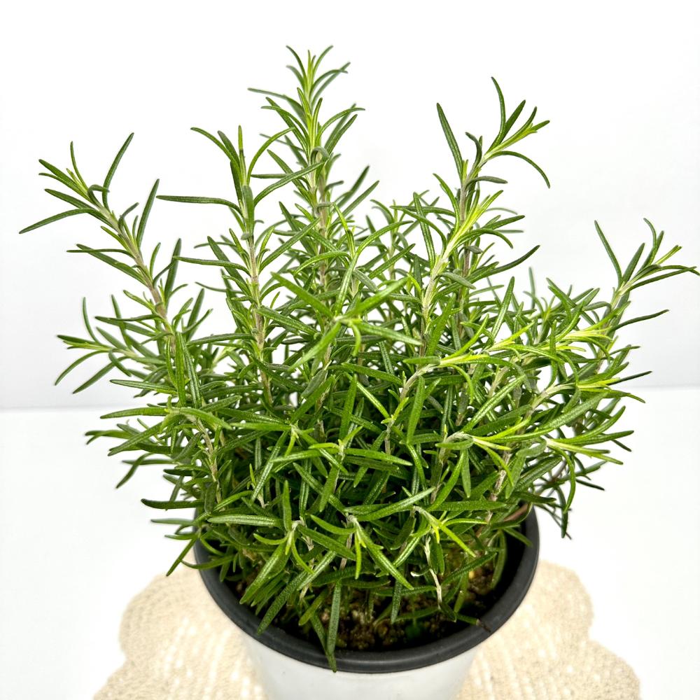 집에서 로즈마리 키우기