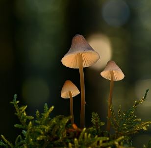 꽃송이버섯 효능 먹는방법 가격