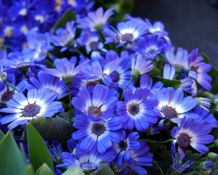 봄꽃 시네라리아