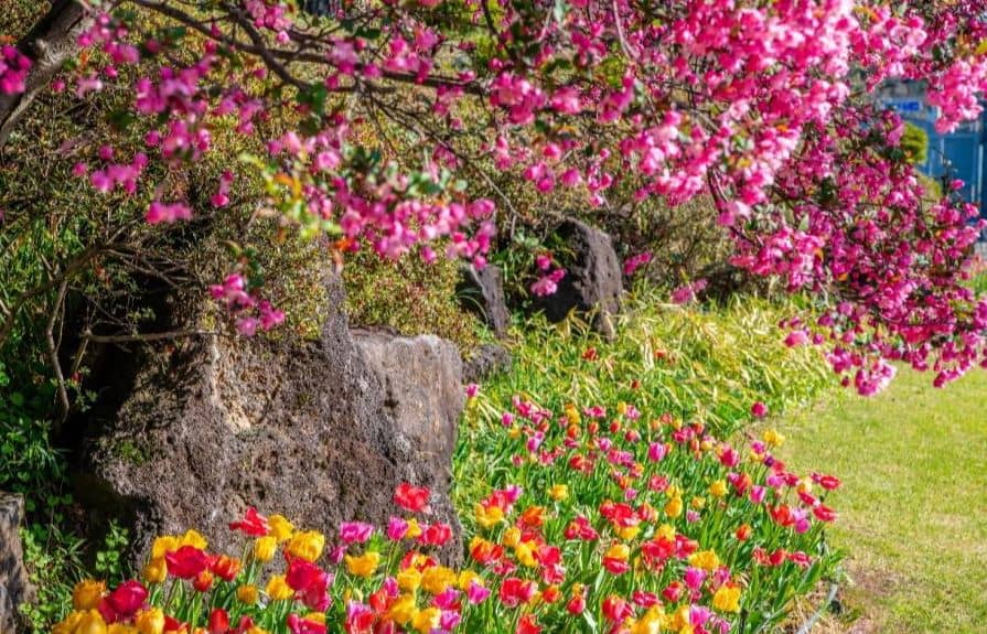 벽초지수목원에서 만나는 파주 봄꽃 튤립 축제 총정리
