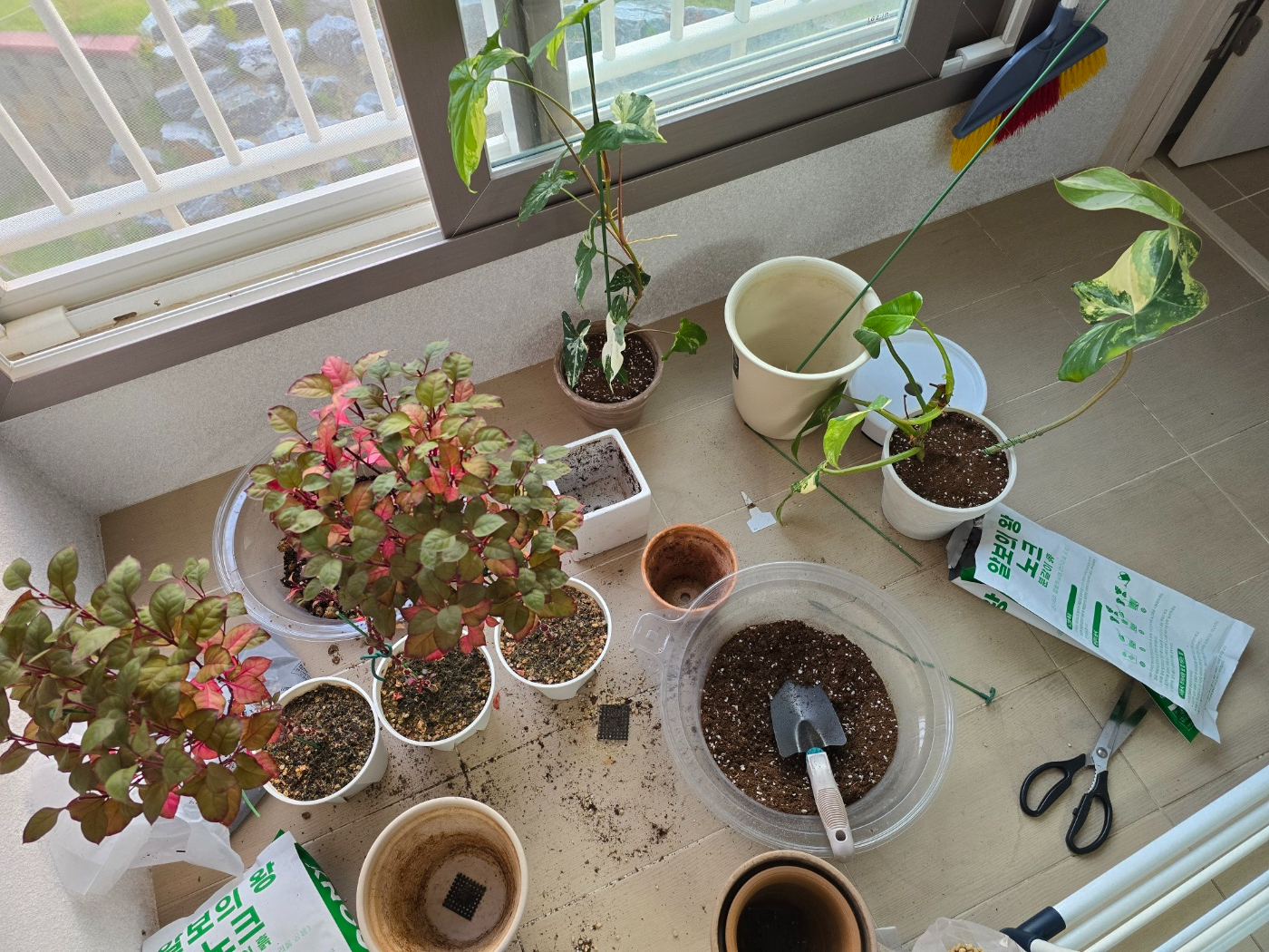 분갈이준비하기