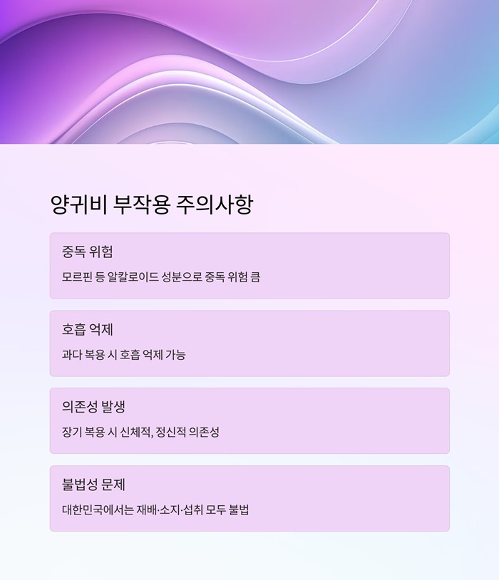 양귀비 효능과 부작용&amp;#44; 섭취 전 꼭 알아야 할 5가지 요약 이미지