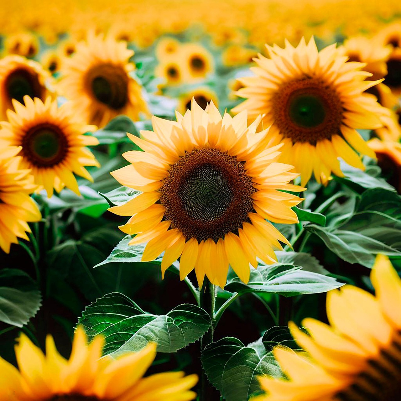 서울런 4050 평생학습포털