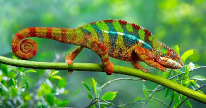 싱가포르 여행 추천 싱가포르 동물원