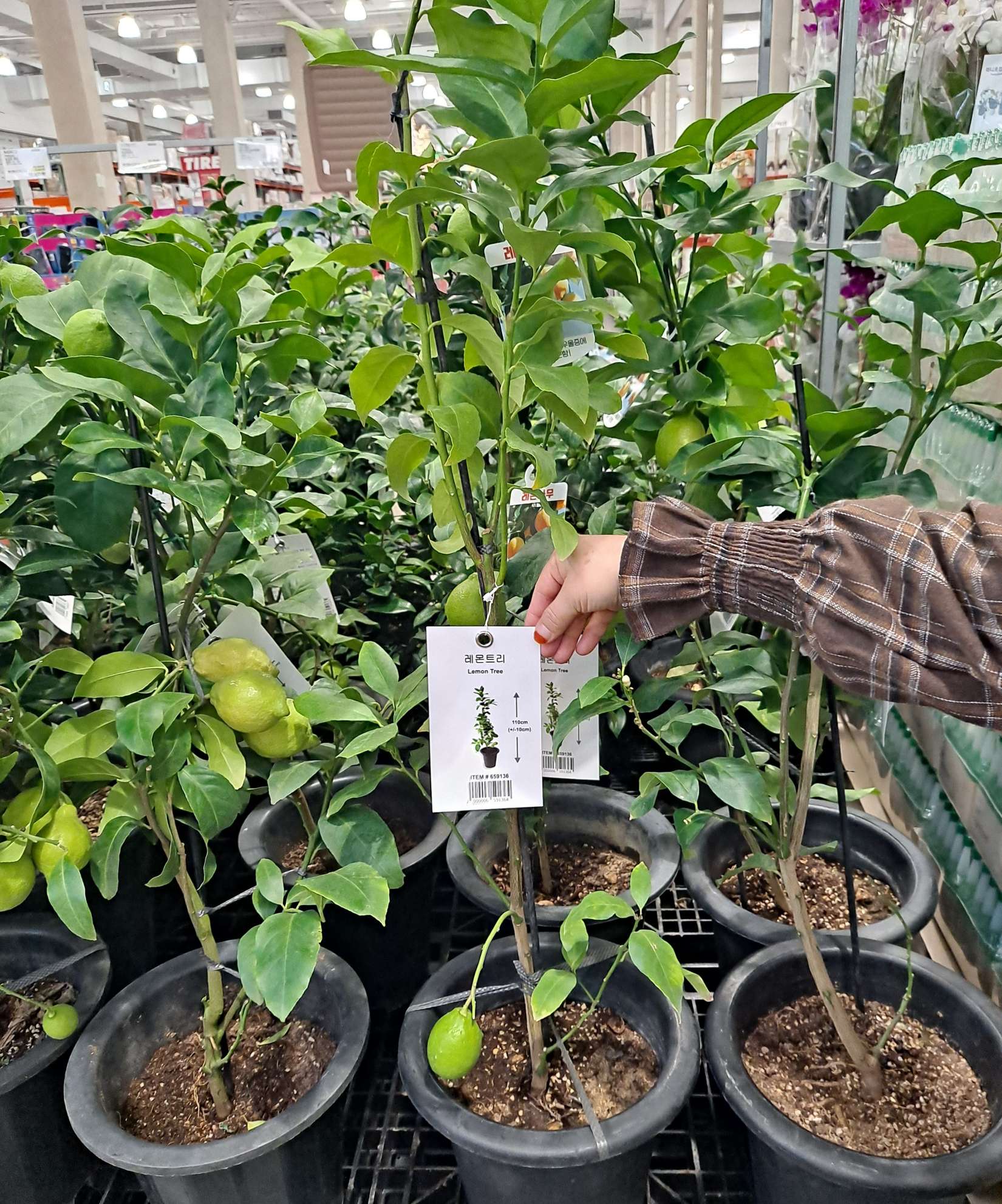 코스트코 레몬트리 판매