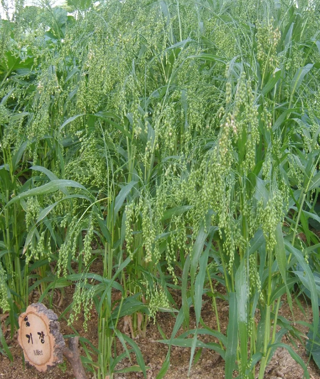 한국의 떡 종류 서속떡-기장