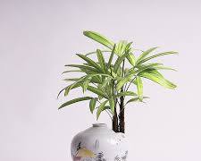 관음죽 서황금 이미지 사진