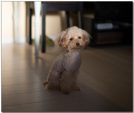 혼자 앉아있는 푸들