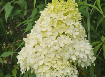 부산 태종대 수국축제