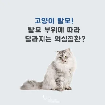 "고양이