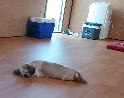 회복 후 평온한 일상을 보내는 15살 노령견 별이