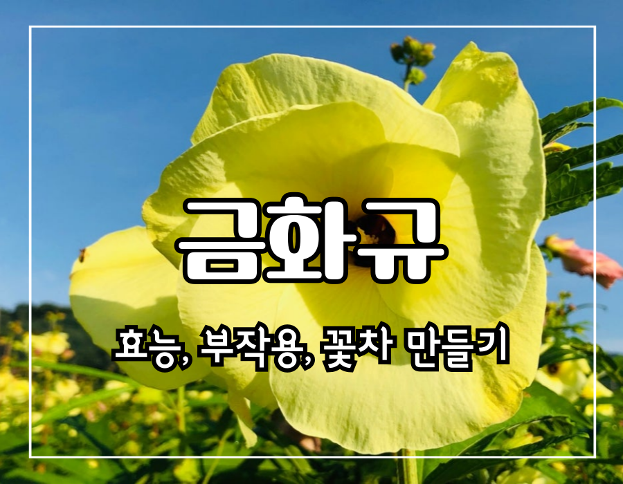 이 이미지는 금화규 효능 10가지 및 꽃차 만들기 및 부작용의 포스팅 대표 이미지입니다.