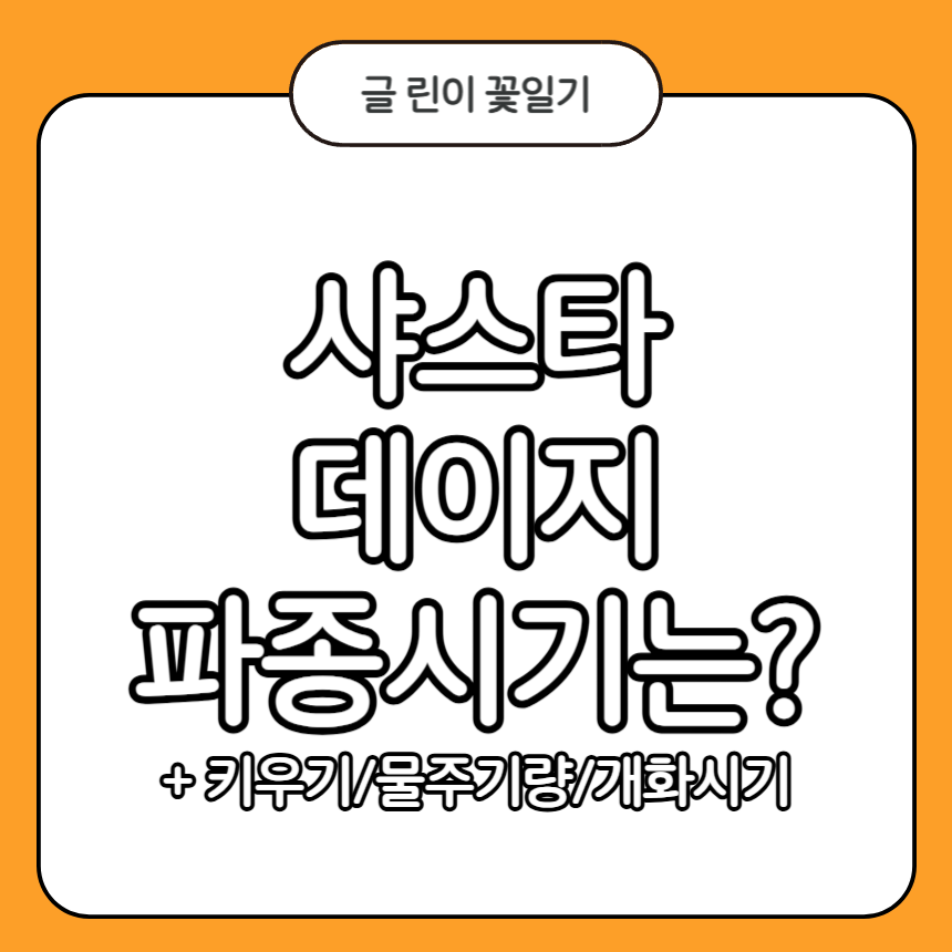 샤스타 데이지 파종시기