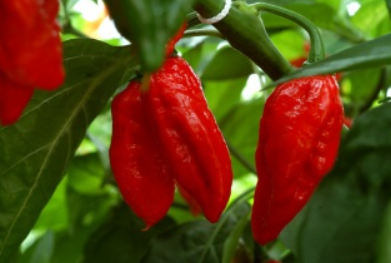 부트졸로키아_효능